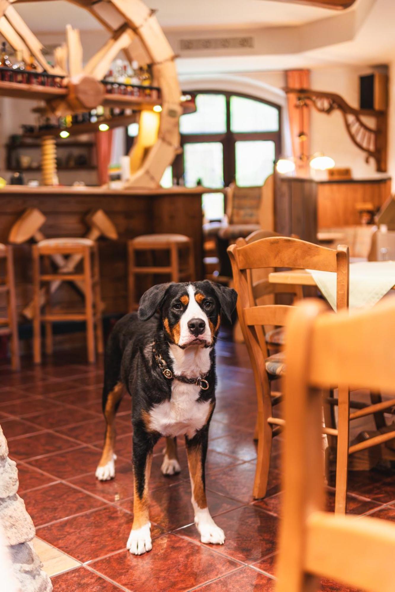 Gasthof Und Pension Hammerschaenke Wildenthal ภายนอก รูปภาพ